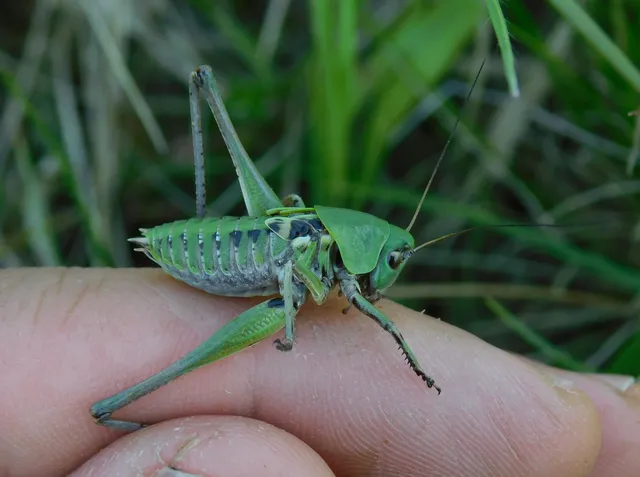 Decticus verrucivorus - szemölcsevő szöcske