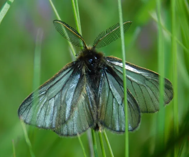 Pentophera morio - réti gyapjaslepke