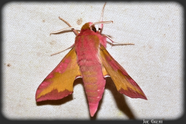 Deilephila porcellus - piros szender