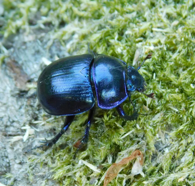 Anoplotrupes stercorosus - erdei álganéjtúró