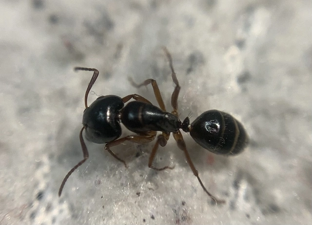 Camponotus fallax - ligeti lóhangya