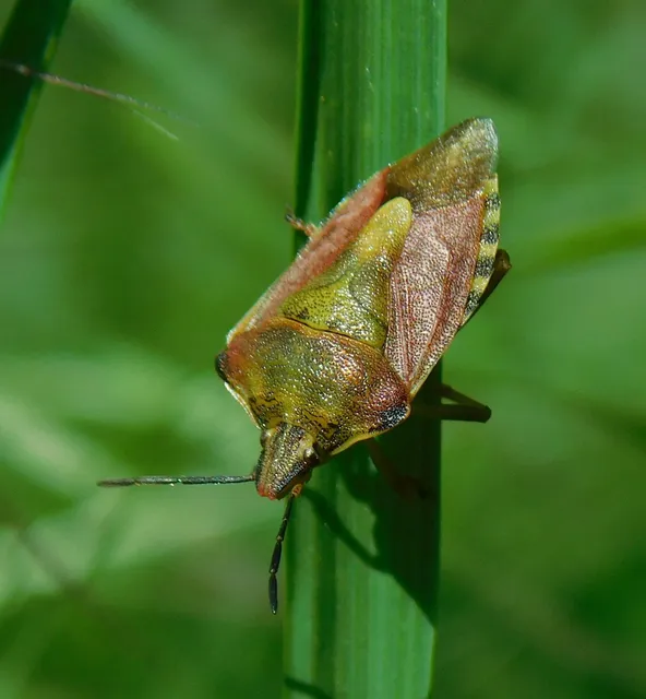 Carpocoris Carpocoris