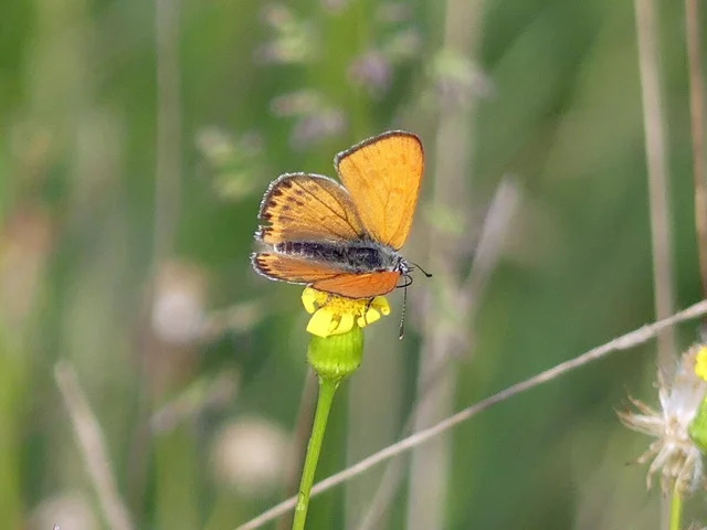 Lycaena thersamon - kis tűzlepke
