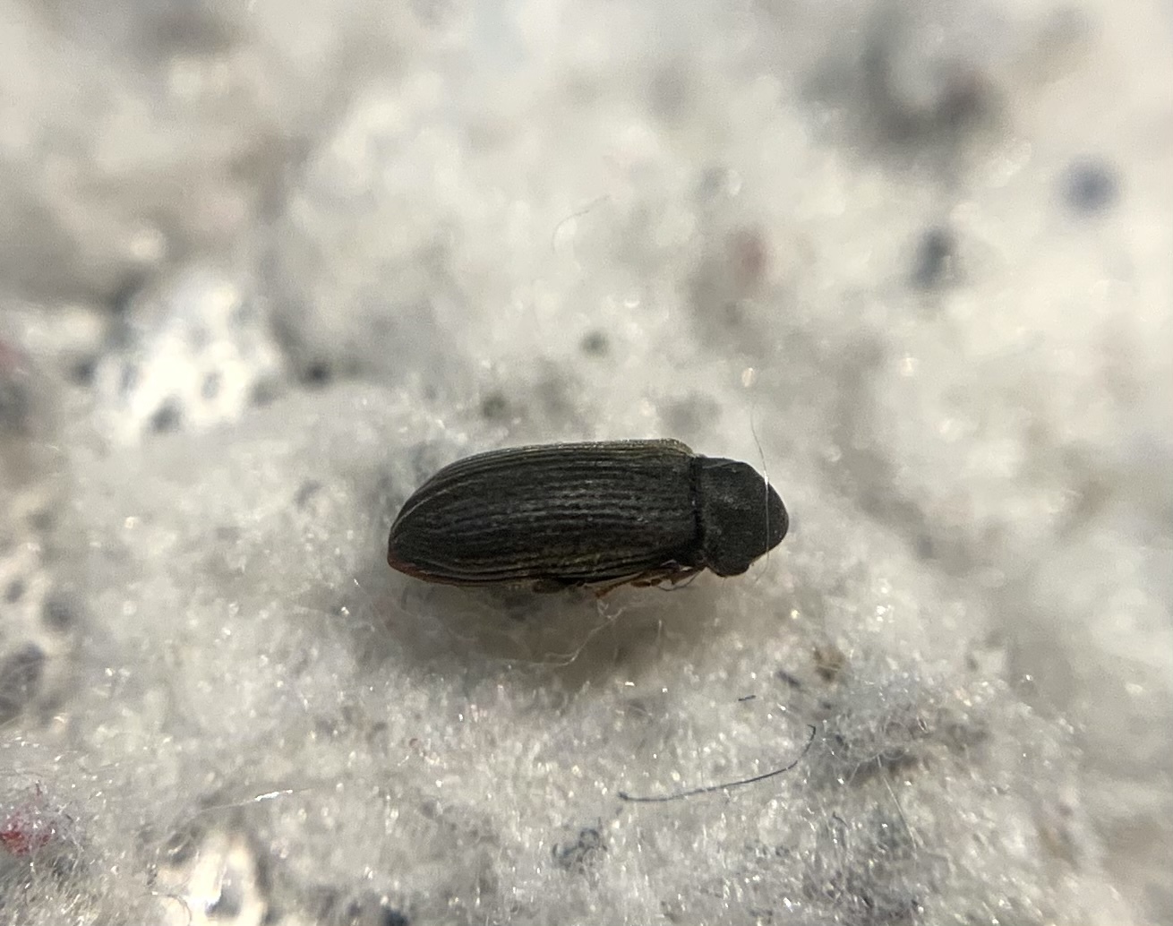 Anobium punctatum - kis kopogóbogár