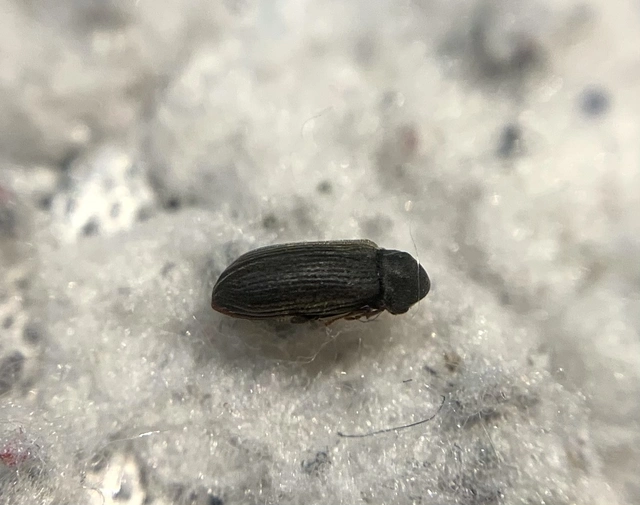 Anobium punctatum - kis kopogóbogár Anobium punctatum - kis kopogóbogár