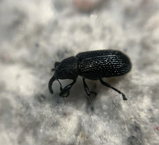 Magdalis memnonia - fekete magdolnaormányos
