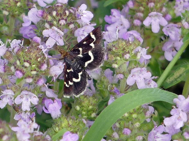 Pyrausta nigrata - fehérpettyes kormosmoly