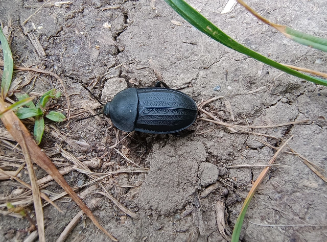 Silpha obscura - közönséges dögbogár