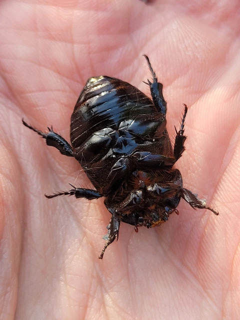 Pentodon idiota - butabogár