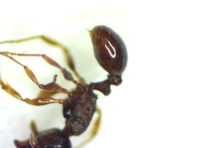Tetramorium