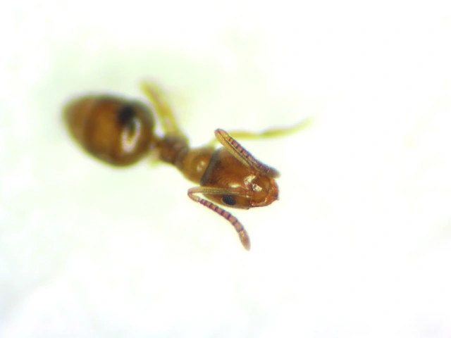Plagiolepis pygmaea - lapos törpehangya