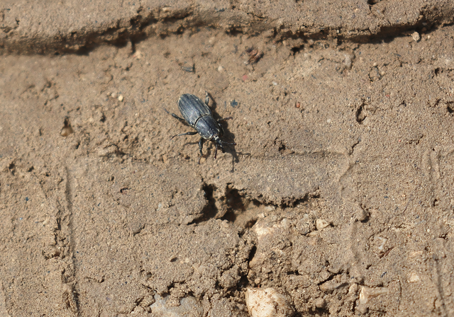 Sphenophorus