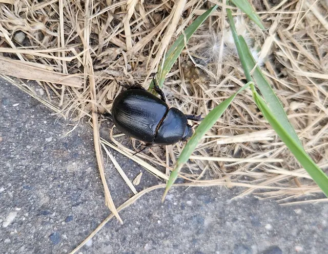 Pentodon idiota - butabogár