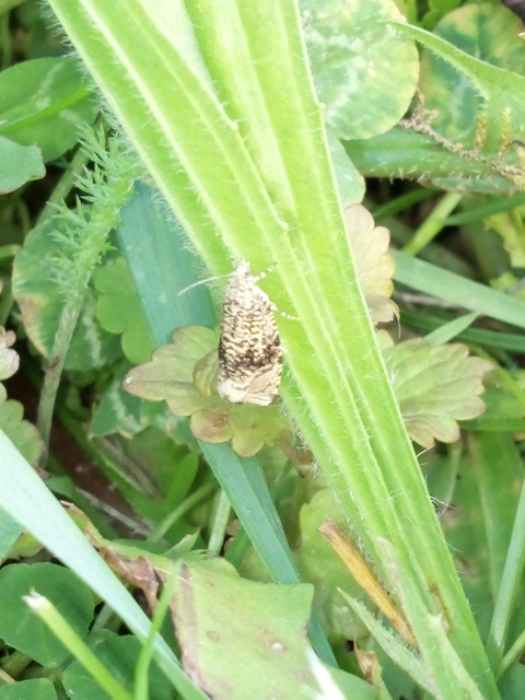 Celypha lacunana - vízparti tükrösmoly