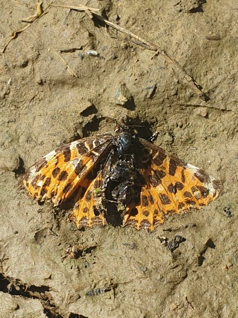 Araschnia levana - pókhálós lepke