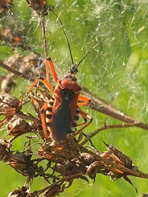 Rhynocoris iracundus - közönséges gyilkospoloska