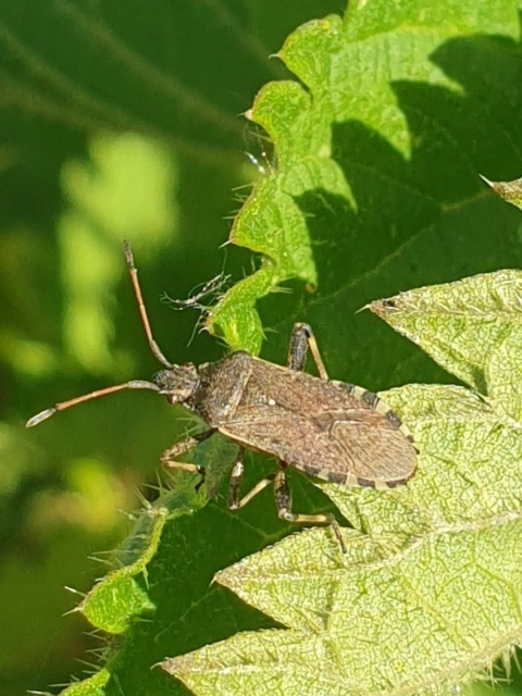 Ceraleptus gracilicornis - tüskéslábú karimáspoloska