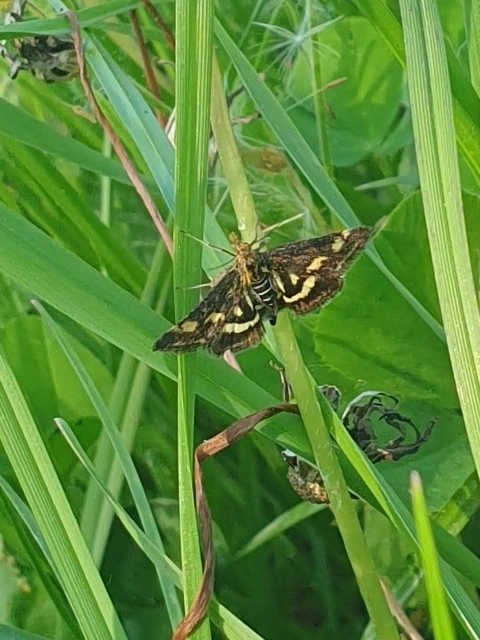 Pyrausta purpuralis - közönséges bíbormoly