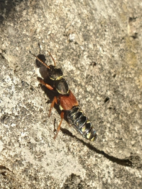 Staphylinus caesareus - aranysujtásos holyva