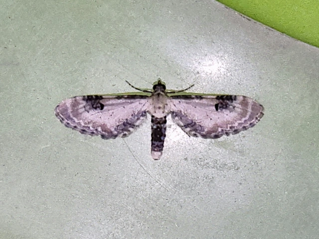 Eupithecia centaureata - búzavirág-törpearaszoló