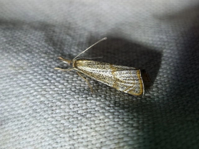 Thisanotia chrysonuchella - tavaszi fűgyökérmoly