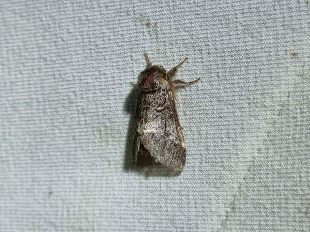 Drymonia dodonea - bélyeges púposszövő