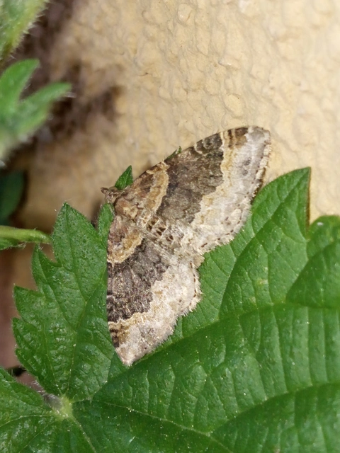 Xanthorhoe ferrugata - kerti tarkaaraszoló