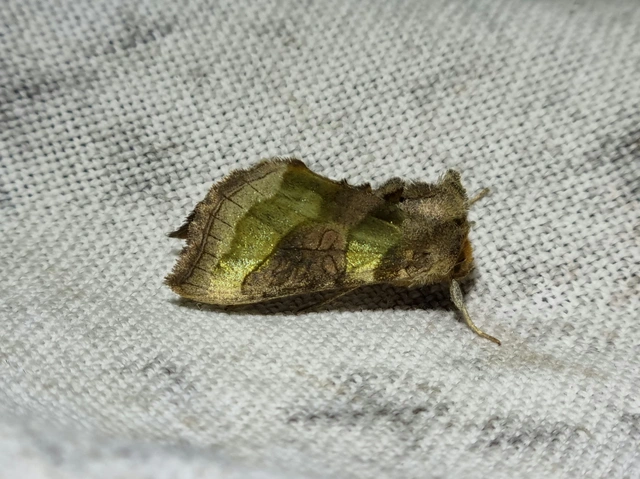 Diachrysia chrysitis - aranybagoly