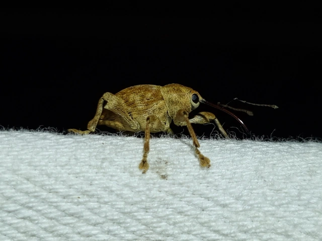 Curculio pellitus - makklikasztó zsuzsóka