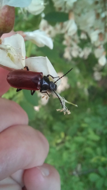 Omophlus proteus - közönséges pejbogár Omophlus proteus - közönséges pejbogár