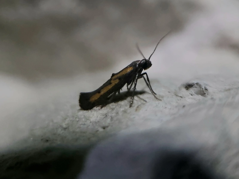 Ochromolopis ictella - zsellérke-íveltmoly