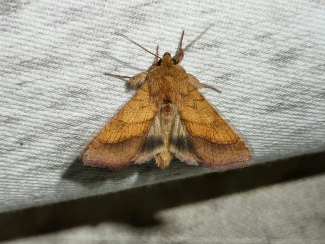 Pyrrhia umbra - iglicebagoly