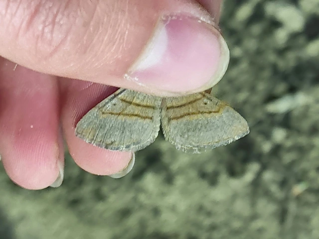 Scotopteryx mucronata/luridata/ignorata