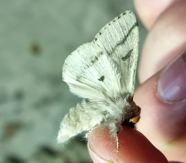 Calliteara pudibunda - hamvasszövő