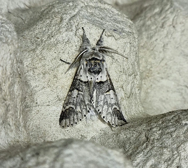 Furcula bifida - kis púposszövő