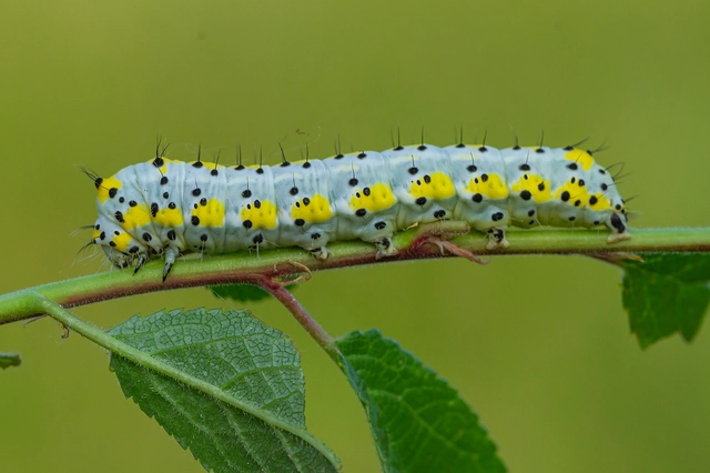 Diloba caeruleocephala - őszi kékesbagoly