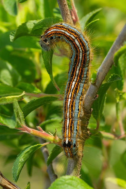 Malacosoma neustria - gyűrűsszövő