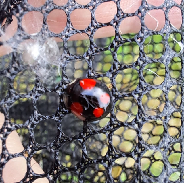 Harmonia axyridis - harlekinkatica