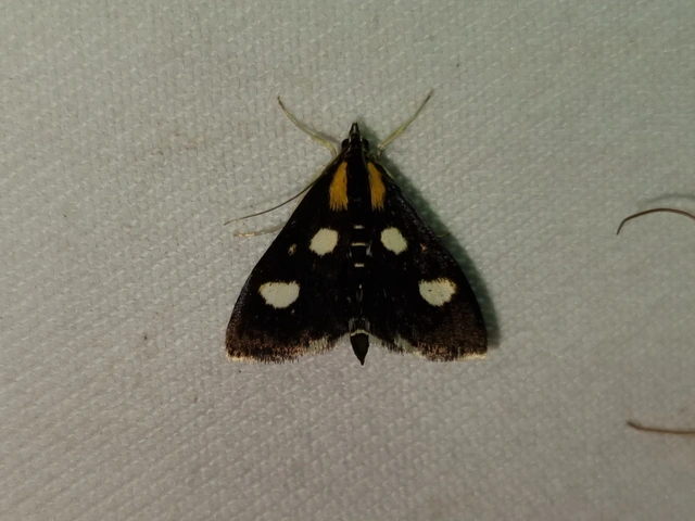 Anania funebris - aranyvessző-kormosmoly