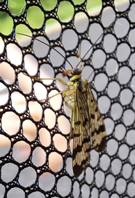 Mecoptera - Csőrösrovarok