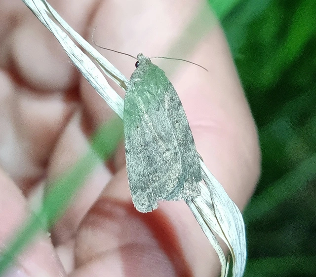 Athetis gluteosa - nyugtalan lápibagoly