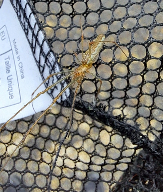 Tetragnatha