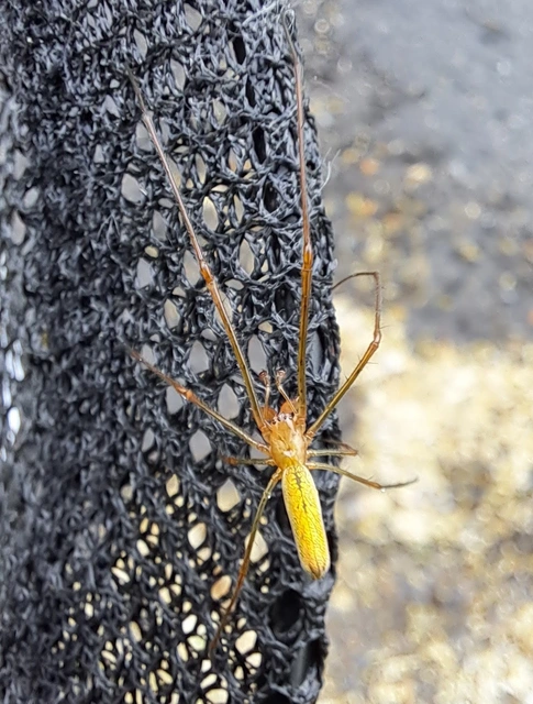 Tetragnatha