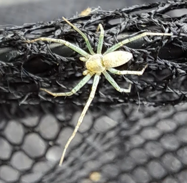 Philodromus