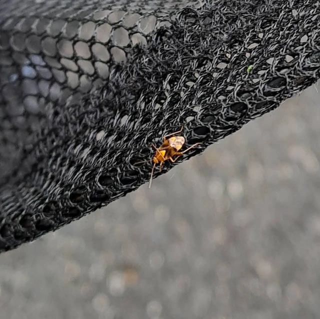 Liocoris tripustulatus - hárompettyes mezeipoloska