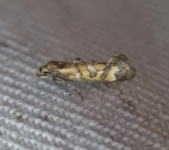 Epermenia pontificella - tarka íveltmoly