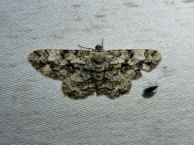 Peribatodes umbraria - fagyal-faaraszoló
