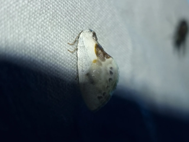Cilix glaucata - törpe sarlósszövő