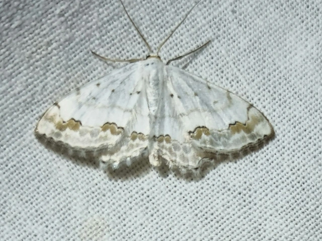 Scopula ornata - díszes fehéraraszoló