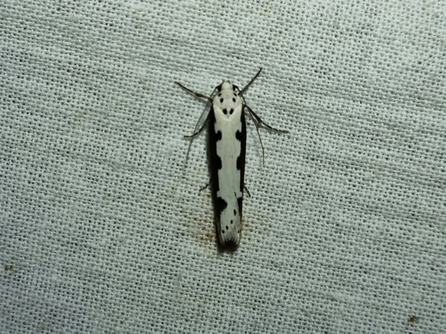 Ethmia bipunctella - kétpettyes feketemoly